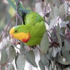 Polytelis swainsonii (Superb Parrot) at Watson, ACT - 27 Sep 2018 by Alison Milton