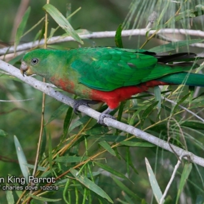 Alisterus scapularis (Australian King-Parrot) at One Track For All - 20 Oct 2018 by Charles Dove