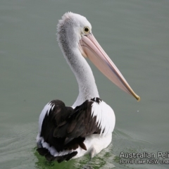 Pelecanus conspicillatus (Australian Pelican) at Wairo Beach and Dolphin Point - 20 Oct 2018 by Charles Dove