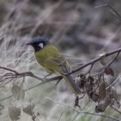 Nesoptilotis leucotis (White-eared Honeyeater) at Paddys River, ACT - 28 Sep 2018 by AlisonMilton