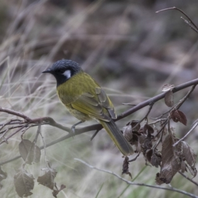 Nesoptilotis leucotis (White-eared Honeyeater) at Paddys River, ACT - 27 Sep 2018 by Alison Milton