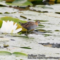 Zapornia pusilla (Baillon's Crake) at Burrill Lake, NSW - 21 Oct 2018 by CharlesDove