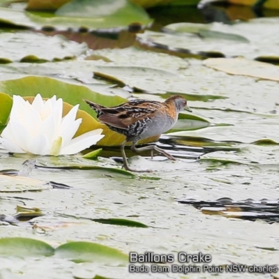 Zapornia pusilla (Baillon's Crake) at Wairo Beach and Dolphin Point - 20 Oct 2018 by Charles Dove