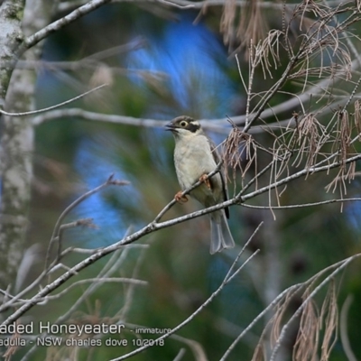 Melithreptus brevirostris (Brown-headed Honeyeater) at Undefined - 21 Oct 2018 by CharlesDove