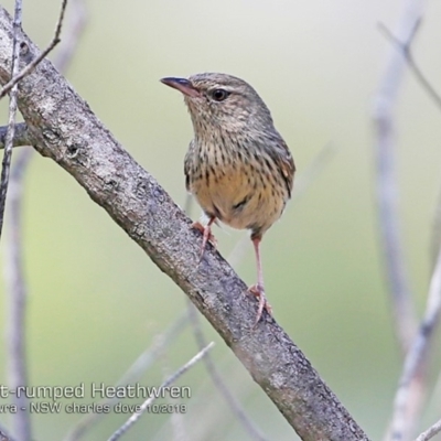 Hylacola pyrrhopygia (Chestnut-rumped Heathwren) at Mundamia, NSW - 17 Oct 2018 by CharlesDove