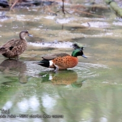 Anas castanea (Chestnut Teal) at Burrill Lake, NSW - 19 Oct 2018 by Charles Dove