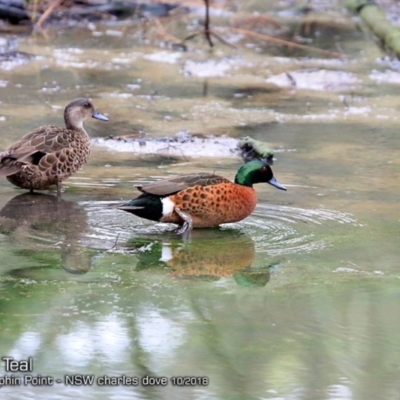 Anas castanea (Chestnut Teal) at Wairo Beach and Dolphin Point - 18 Oct 2018 by Charles Dove