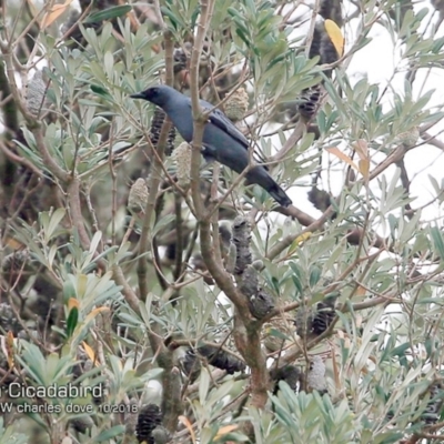 Edolisoma tenuirostre (Common Cicadabird) at Undefined - 16 Oct 2018 by Charles Dove