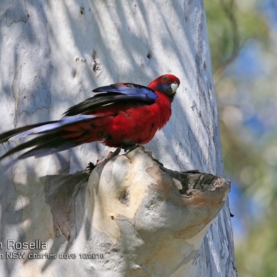 Platycercus elegans (Crimson Rosella) at Yatteyattah Nature Reserve - 19 Oct 2018 by CharlesDove