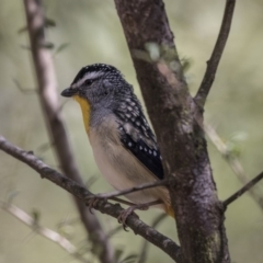 Pardalotus punctatus (Spotted Pardalote) at Tidbinbilla Nature Reserve - 27 Sep 2018 by Alison Milton