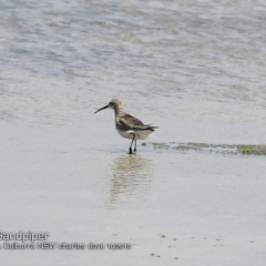 Calidris ferruginea (Curlew Sandpiper) at Jervis Bay National Park - 17 Oct 2018 by Charles Dove