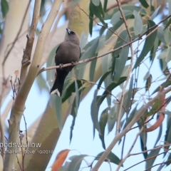 Artamus cyanopterus cyanopterus (Dusky Woodswallow) at Ulladulla, NSW - 19 Oct 2018 by CharlesDove