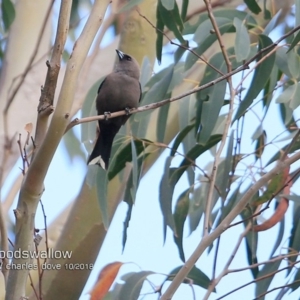 Artamus cyanopterus at Ulladulla, NSW - 20 Oct 2018