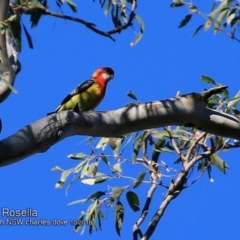 Platycercus eximius (Eastern Rosella) at Yatteyattah Nature Reserve - 19 Oct 2018 by CharlesDove