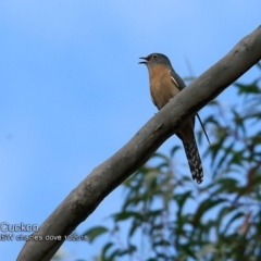 Cacomantis flabelliformis (Fan-tailed Cuckoo) at Manyana Inyadda Drive development area - 16 Oct 2018 by CharlesDove