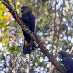 Calyptorhynchus lathami lathami (Glossy Black-Cockatoo) at Manyana Inyadda Drive development area - 16 Oct 2018 by CharlesDove