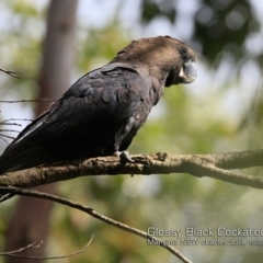 Calyptorhynchus lathami lathami at Manyana Inyadda Drive development area - 17 Oct 2018