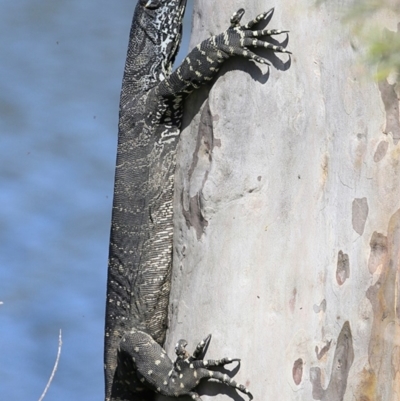 Varanus varius (Lace Monitor) at Undefined - 18 Oct 2018 by CharlesDove