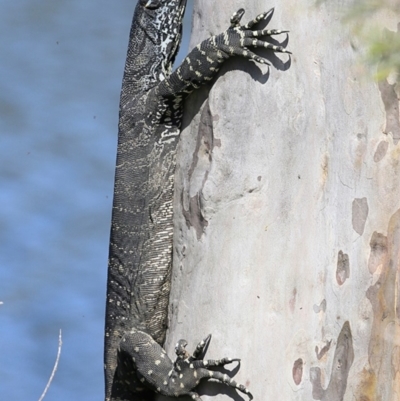 Varanus varius (Lace Monitor) at Undefined - 17 Oct 2018 by Charles Dove