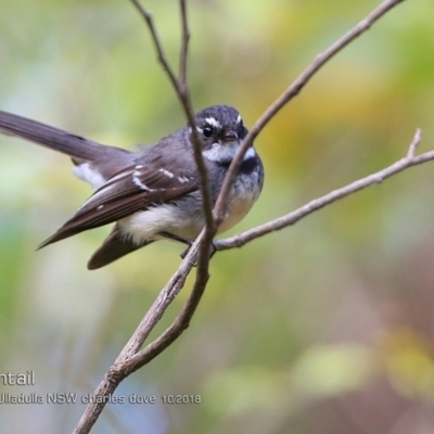 Rhipidura albiscapa (Grey Fantail) at  - 15 Oct 2018 by CharlesDove