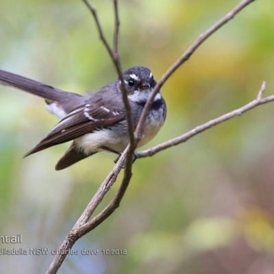 Rhipidura albiscapa (Grey Fantail) at Milton Rainforest - 14 Oct 2018 by Charles Dove