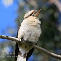 Dacelo novaeguineae (Laughing Kookaburra) at Wairo Beach and Dolphin Point - 14 Oct 2018 by Charles Dove