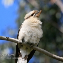 Dacelo novaeguineae (Laughing Kookaburra) at Burrill Lake, NSW - 15 Oct 2018 by CharlesDove