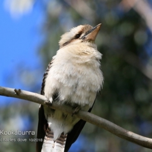 Dacelo novaeguineae at Burrill Lake, NSW - 15 Oct 2018 12:00 AM