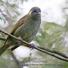 Meliphaga lewinii (Lewin's Honeyeater) at Milton Rainforest Walking Track - 16 Oct 2018 by CharlesDove