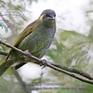 Meliphaga lewinii at Milton Rainforest - 16 Oct 2018 12:00 AM