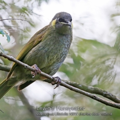 Meliphaga lewinii (Lewin's Honeyeater) at Milton Rainforest Bushcare - 16 Oct 2018 by CharlesDove
