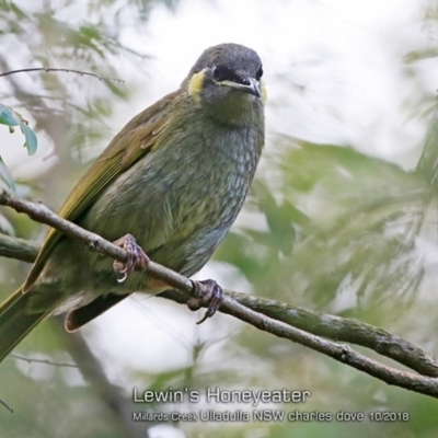 Meliphaga lewinii (Lewin's Honeyeater) at Milton Rainforest Bushcare - 15 Oct 2018 by CharlesDove