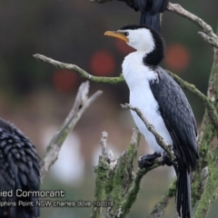 Microcarbo melanoleucos (Little Pied Cormorant) at Wairo Beach and Dolphin Point - 14 Oct 2018 by CharlesDove