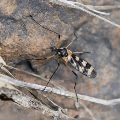 Gynoplistia (Gynoplistia) bella (A crane fly) at Michelago, NSW - 13 Oct 2018 by Illilanga