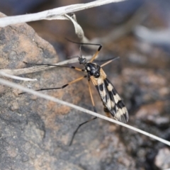 Gynoplistia (Gynoplistia) bella at Michelago, NSW - 13 Oct 2018 01:18 PM