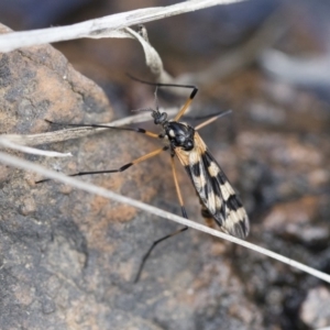 Gynoplistia (Gynoplistia) bella at Michelago, NSW - 13 Oct 2018 01:18 PM