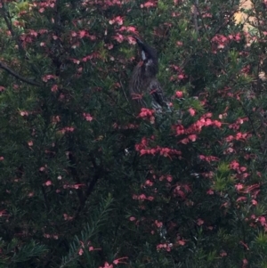 Anthochaera carunculata at Hughes, ACT - 24 Oct 2018