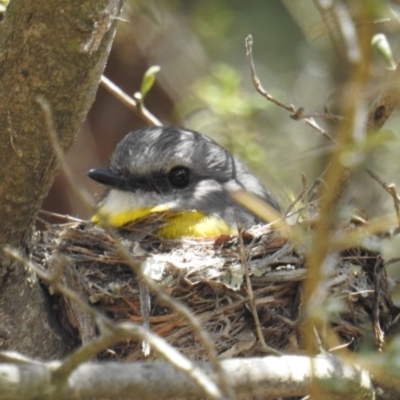 Eopsaltria australis (Eastern Yellow Robin) at ANBG - 24 Oct 2018 by HelenCross