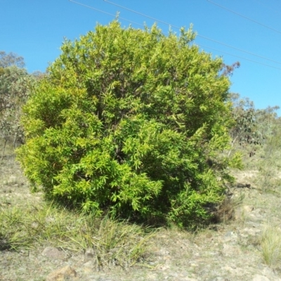 Hakea salicifolia (Willow-leaved Hakea) at Mount Taylor - 24 Oct 2018 by RosemaryRoth