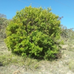 Hakea salicifolia (Willow-leaved Hakea) at Kambah, ACT - 24 Oct 2018 by RosemaryRoth