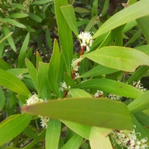 Hakea salicifolia at Kambah, ACT - 24 Oct 2018 03:55 PM