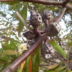 Hakea salicifolia at Kambah, ACT - 24 Oct 2018 03:55 PM