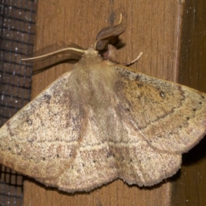 Anthela repleta at Rosedale, NSW - 2 Oct 2018 10:28 PM