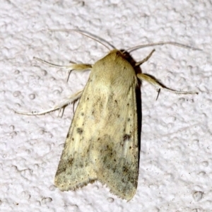 Helicoverpa punctigera at Ainslie, ACT - 28 Sep 2018 10:17 PM