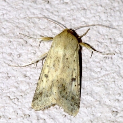 Helicoverpa punctigera (Native Budworm) at Ainslie, ACT - 28 Sep 2018 by jb2602