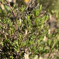 Cryptandra amara (Bitter Cryptandra) at Percival Hill - 21 Oct 2018 by gavinlongmuir