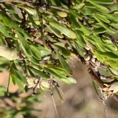 Cryptandra amara at Nicholls, ACT - 21 Oct 2018