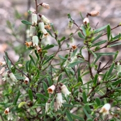 Cryptandra amara (Bitter Cryptandra) at Nicholls, ACT - 20 Oct 2018 by gavinlongmuir