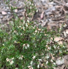 Cryptandra amara at Nicholls, ACT - 20 Oct 2018