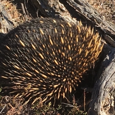 Tachyglossus aculeatus (Short-beaked Echidna) at Percival Hill - 7 May 2018 by gavinlongmuir